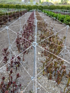 Here is what a row looks like all done – very neat and tidy, and every peony plant supported by twine. The stakes and twine create such an artistic and geometric pattern.