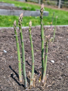 It's widely thought that thin asparagus are tastier, based on the notion that slender spears are younger. However, thick spears are already thick when they poke up from the soil. The two are just different varieties. I love both kinds of asparagus, but I do find that fat stalks tend to be a little more succulent.