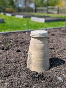 This is an earthenware cloche specifically for growing white asparagus. The plants are the same, but the spears of white asparagus are blanched, or kept from light while growing. Crossing fingers they're white under there.