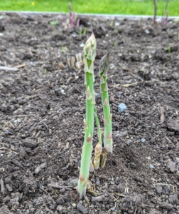 'Millennium' asparagus is high yielding, long lived, cold hardy, and adaptable. The best time to harvest is when the asparagus spears are about six to eight inches tall. Harvesting can be done by breaking the spears off by hand near the soil level.