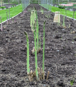 An asparagus bed should receive a minimum of eight-hours of full sun per day and be well-drained.