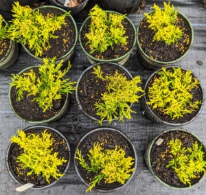 And these are Gold Thread Cypress shrubs, which will mature to large pyramidal evergreen conifers with fine textured medium green needles.