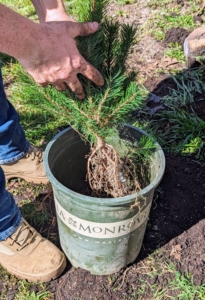 The branches should be mostly unbroken, and roots, rhizomes, and other parts should feel heavy – not light and dried out. Each bare-root cutting is placed into an appropriately sized pot. The root section should fit into the pot without bing crowded at the bottom.