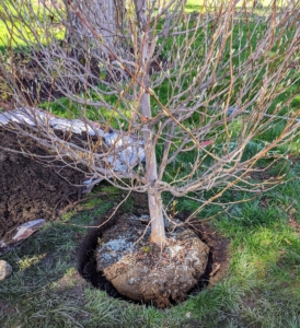 This tree is placed at the right depth - at its flare – the bulge just above the root system where the roots begin to branch away from the trunk. When fully mature, the Stewartia can reach up to 30- to 40-feet tall.