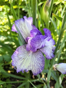 Iris is a genus of 260 to 300 species of flowering plants with showy flowers. It takes its name from the Greek word for a rainbow, which is also the name for the Greek goddess of the rainbow, Iris.