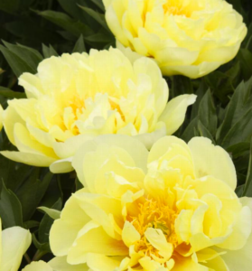 This is ‘Bartzella’ Itoh peony. It features extra-large, vibrant yellow blooms. The outer layers are a lighter lemon meringue color, becoming a more rich yellow toward the center. And tucked within the fluffy blossoms are flares of red. ‘Bartzella’ also has a slightly spicy aroma. (Photo by Doreen Wynja for Monrovia)