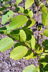 The hornbeam, Carpinus betulus, is a fast-growing deciduous tree. Carpinus betulus is native to Western Asia and central, eastern, and southern Europe, including southern England. Because of its dense foliage and tolerance to being cut back, this hornbeam is popularly used for hedges and topiaries.