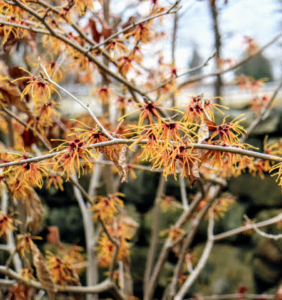 They perform best in full sun, or filtered shade. Witch hazels also possess shallow, slow-growing root systems, which do best in large planting areas. Fortunately, I have a lot of room to grow these pretty shrubs. I have several mature shrubs near my Summer House and more near my allée of lindens.