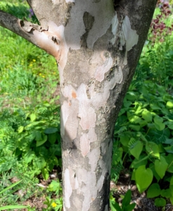 The bark of the Japanese Stewartia is multi-colored and peels away in strips.