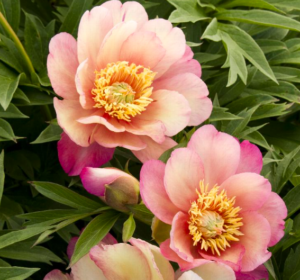 The 'Julia Rose' Itoh peony shows gorgeous, large, double flowers in soft apricot with blended reddish purple tips and yellow centers. (Photo by Doreen Wynja for Monrovia)