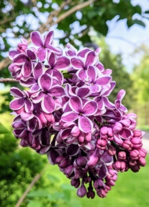 ‘Sensation’, first known in 1938, is unique for its bicolor deep-purple petals edged in white on eight to 12-foot-tall shrubs.