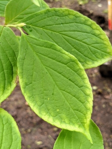 The leaves of the Stewartia are alternate, simple, elliptic to elliptic-lanceolate, and five to nine centimeters long.
