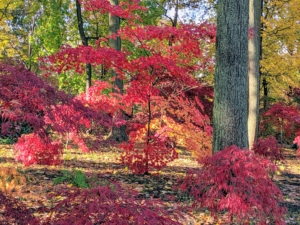 With more than a thousand varieties and cultivars including hybrids, the iconic Japanese maple tree is among the most versatile small trees for use in the landscape. Japanese maples are native to areas of Japan, Korea, China, and Russia. In Japan, the maple is called the “autumn welcoming tree” and is planted in the western portion of gardens – the direction from which fall arrives there.