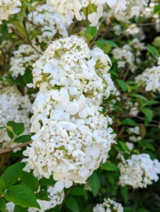 This is Chinese Viburnum, Viburnum macrocephalum. It shows off six to eight inch flower clusters that open in April.