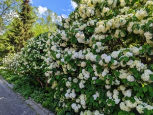 This large viburnum is one of several planted along the driveway to my Winter House. Viburnums look exquisite planted in the garden, but they can also be planted in large containers. As with any planting, always consider the mature size of the specimen when selecting a specific pot or location.