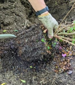 Scarifying stimulates root growth. Essentially, one breaks up small portions of the root ball to loosen the roots a bit and create some beneficial injuries. This helps the plant become established more quickly in its new environment.