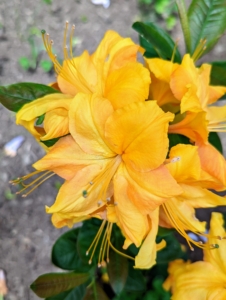 Many azaleas have two to three-inch flowers and range in a variety of colors from pink to white to purple, red, orange, and yellow. Azalea petal shapes range from narrow to triangular to overlapping rounded petals. They can also be flat, wavy, or ruffled.