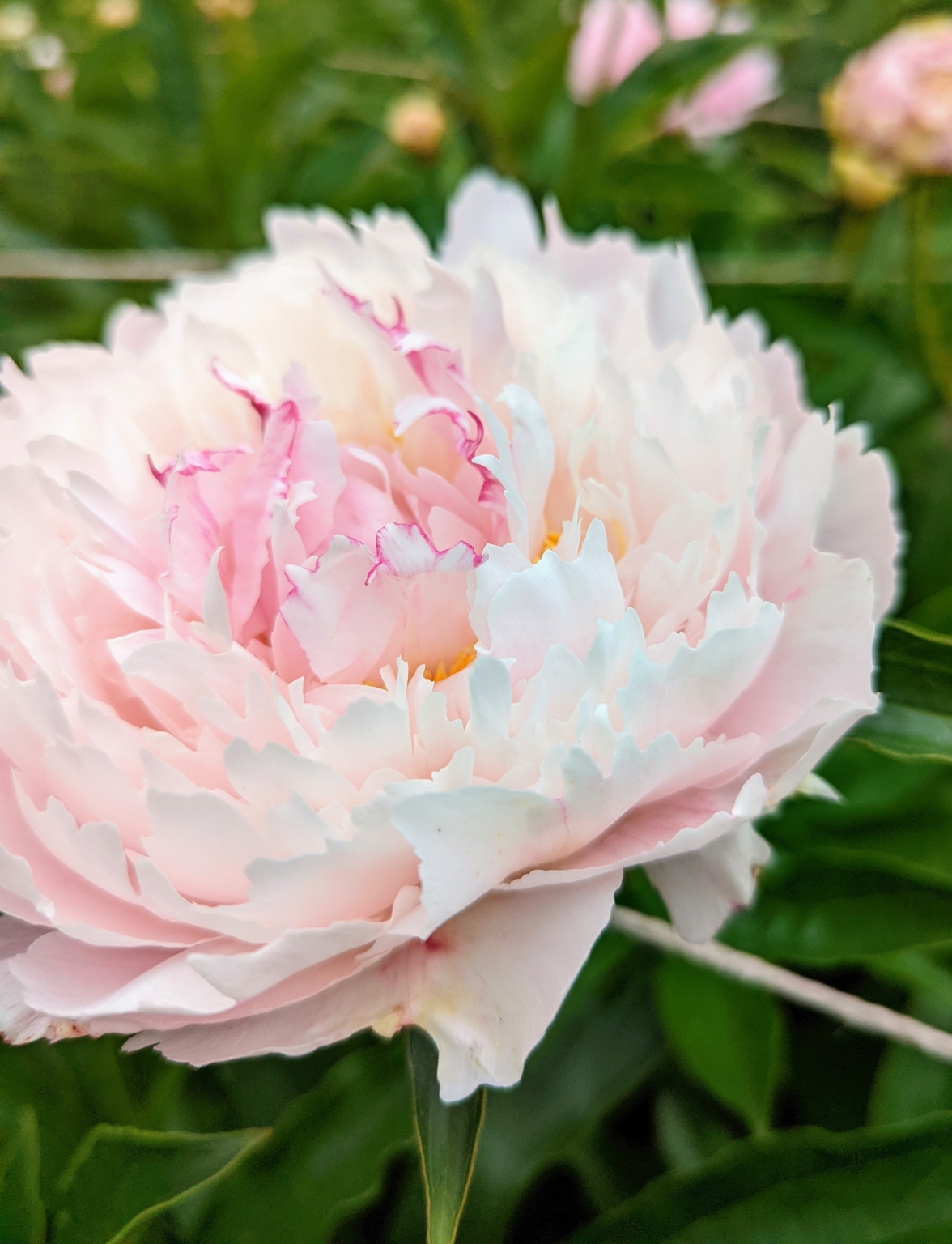 Blooming Herbaceous Peonies - The Martha Stewart Blog