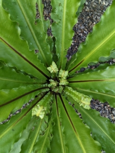 The bird’s nest fern is known for its tropical fronds that grow out of a rosette in the middle of the plant which closely resembles a bird’s nest. It is also occasionally called a crow’s nest fern.