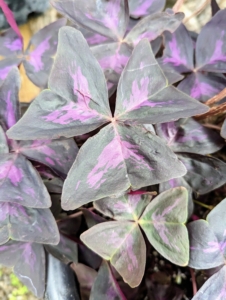 The trifoliate leaves resemble a shamrock and can be green to variegated to deep maroon in color. The leaves close up at night or when disturbed.
