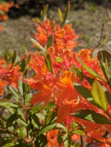 These beautiful bold orange azaleas are at one end of the grove closer to my stable. Azaleas prefer morning sun and afternoon shade, or filtered light.