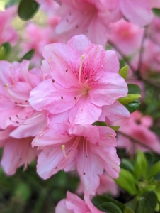 Azaleas have short root systems, so they can easily be transplanted in early spring or early fall. Be careful not to plant too deep and water thoroughly after transplanting.
