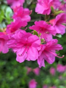 Azaleas are generally healthy, easy to grow plants. Some azaleas bloom as early as March, but most bloom in April and May with blossoms lasting several weeks.