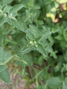 Catnip has jagged, somewhat heart-shaped leaves and thick stems that are both covered in fuzzy hairs. The botanical name for catnip is Nepeta cataria. The name Nepeta is believed to have come from the town of Nepete in Italy, and Cataria is thought to have come from the Latin word for cat.