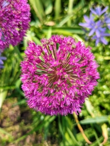 Alliums require full sunlight, and rich, well-draining, and neutral pH soil. This one is intensely purple with tightly compacted globes that may bloom for up to five weeks.