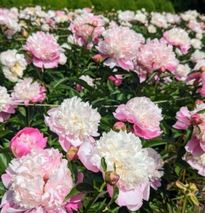 For the most part, peonies are disease resistant. They do, however, take some time to get established, so be patient. And if you happen to see ants crawling on your peonies, don’t worry. The insects are attracted to the sugary syrup produced by the buds. Once the flower opens fully, and the sucrose has been finished, the ants disappear.