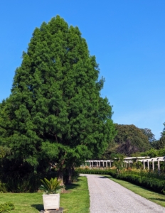 This is a bald cypress tree, Taxodium distichum, in summer. It is one of several that line one side of the carriage road across from my long pergola. And it is one of thousands that I planted since purchasing my farm.