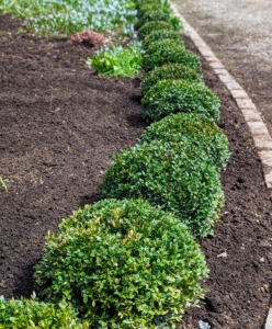 I love boxwood, Buxus, and have hundreds of these bold green shrubs growing all over my Bedford, New York farm. We continued this border of small boxwood all the way around the bed.