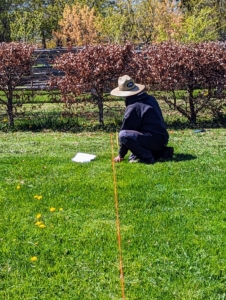 Planting any row of specimens always starts with a carefully measured line. The maze is drawn out on a map, so the area is marked according to the map’s specifications.