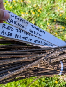 The trees in this shipment include bald cypress, Japanese maples, witch hazel, black locust, and hornbeams. A large marker indicating the common name and the botanical name is made for each variety.