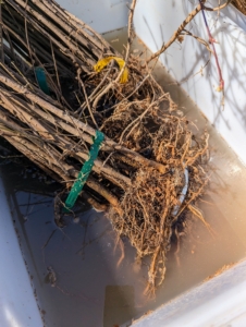 The root portion of the plant is placed in the water and left to soak overnight. This good soaking helps the plants get off to a better start. Among the benefits of getting bare root cuttings is that they are very easy to inspect for root development – roots should never have a dry, grayish appearance, or in contrast, be saturated or water-logged.
