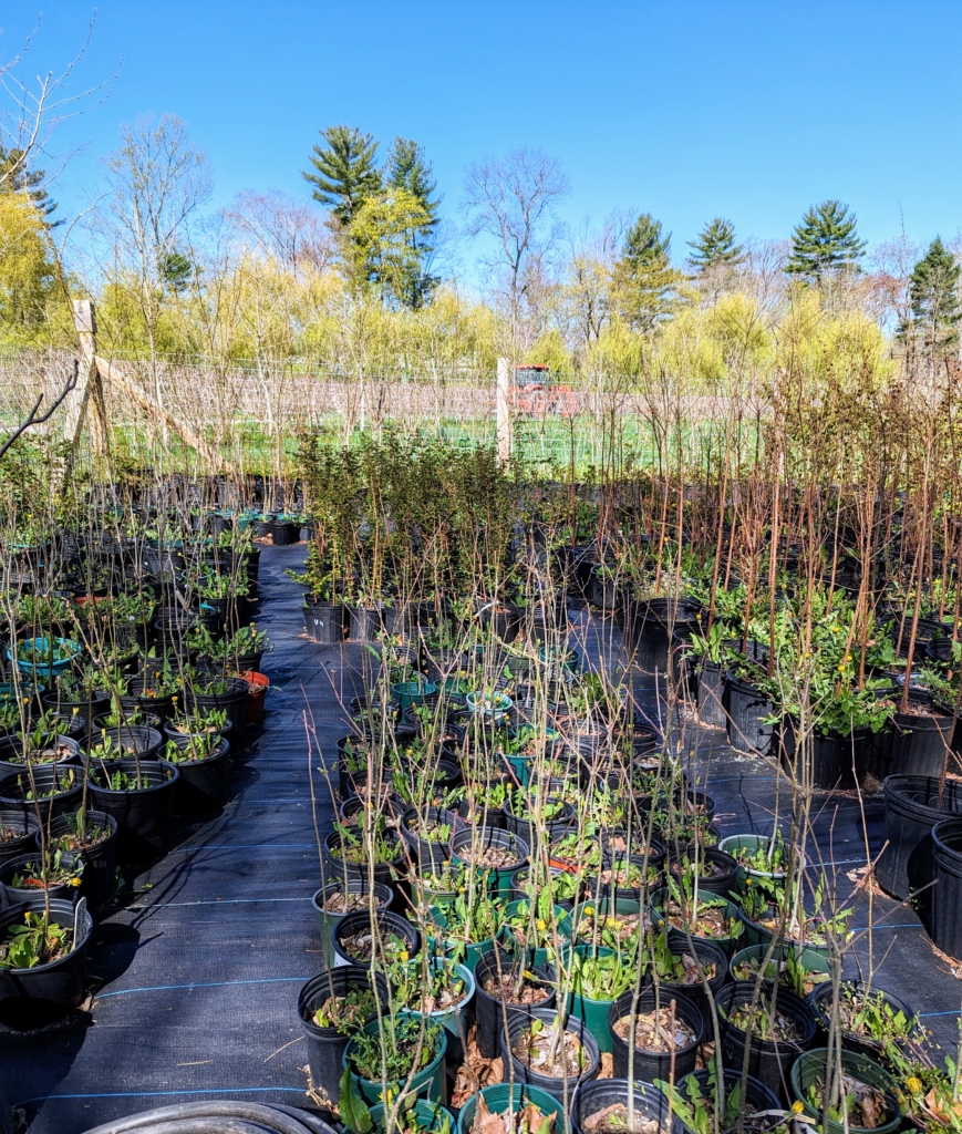 Whtewash Bare Root Trees Potting Bare Root Trees - The Martha Stewart Blog