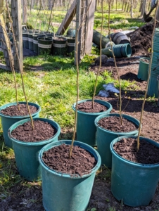 As each tree is potted, it is placed in a row with all like specimens and the appropriate marker. Some of these have leaves, but most do not. Bare-root cuttings are difficult to identify when there are no leaves, so it is important to keep them separated by cultivar and always properly marked.
