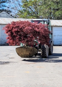 Here's a lovely Japanese maple getting transported for delivery to its new home.