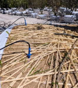 And every tree is connected to an extensive water irrigation system. There are multiple stakes in each root ball that connect to the water source. With warmer weather on the way, Scott's team checks all the trees to make sure stakes are properly inserted.