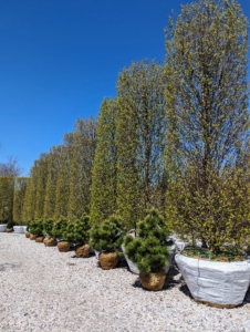 Hard to miss this row of giant columnar Carpinus betulus Frans Fontaine - a dense hornbeam with a narrowly upright and columnar growth habit. Standing in front are Pinus Thunderheads, medium-sized evergreen conifers.