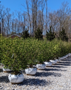When selecting any new planting for a garden always be sure to consider the plant's preferred hardiness zone, its care requirements, and the specimen's size at maturity.