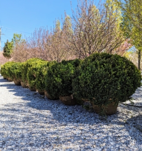 There are lots of lush evergreen shrubs in all different sizes. It is nice to see such a well organized nursery.