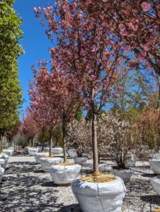Prunus serrulata 'Kanzan,' is a flowering cherry cultivar. It was developed in the Edo period in Japan and is a deciduous tree that grows up to 30-feet tall. It blooms with clusters of large, double deep pink flowers in spring.