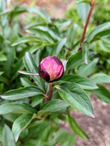 Here is a flower bud just days from opening. This is a double peony called 'Paul M. Wild.' In this garden, we are adding both herbaceous and Itoh peonies. Itoh peonies are hybrids of herbaceous peonies and tree peonies. Dr. Toichi Itoh, a Japanese botanist, was the first person to successfully combine the pollen from a tree peony with the ovary of an herbaceous peony in the 1940s.