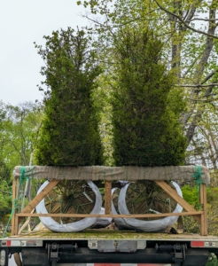 There is always so much happening at my Bedford, New York farm. On this day, six Ginkgo biloba Goldspire™ Obelisk trees arrived. Select Horticulture Inc. secures their trees excellently for transport - they came in perfect condition.