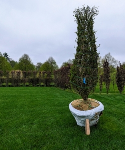 Once the trees are delivered, each one is positioned inside the pool area. Each grows about one to two feet per year and prefers mostly sun and well-drained soil.