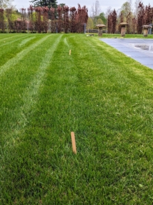 I placed wooden stakes where I wanted the trees to go.