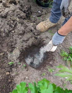 Our NYBG gardening intern, Matthew Orrego, sprinkles a good amount of fertilizer in the hole and on the surrounding soil. I always say, “if you eat, so should your plants.”