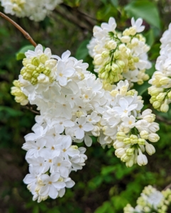 This lilac variety is white. Lilacs were introduced into Europe at the end of the 16th century from Ottoman gardens and arrived in American colonies a century later. To this day, it remains a popular ornamental plant in gardens, parks, and homes because of its attractive, sweet-smelling blooms.