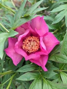 This peony is the first to to start blooming. The 'Pink Ardour' Itoh Peony has large, semi-double flowers in bold pink, with a dark yellow stamen in the center.